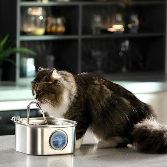 Fontaine à eau chat | Carree