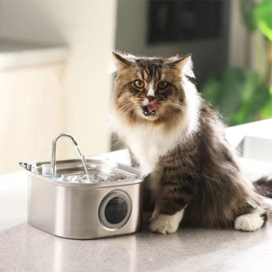 Fontaine à eau chat | Carree