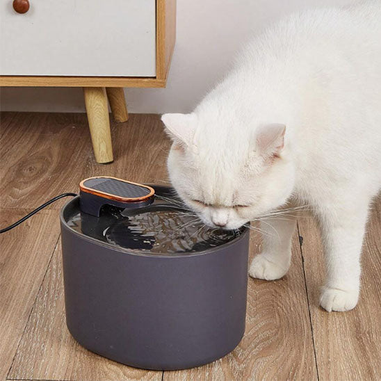 fontaine_a_eau_chat_moderne_chat blanc