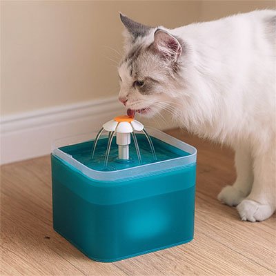 fontaine a eau chat turquoise