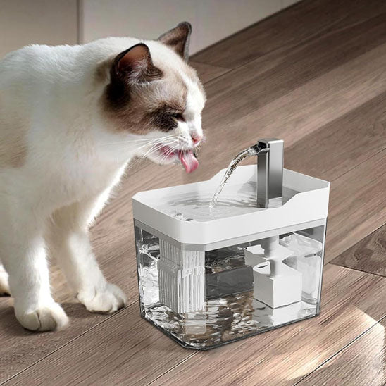 fontaine a eau pour chat boit