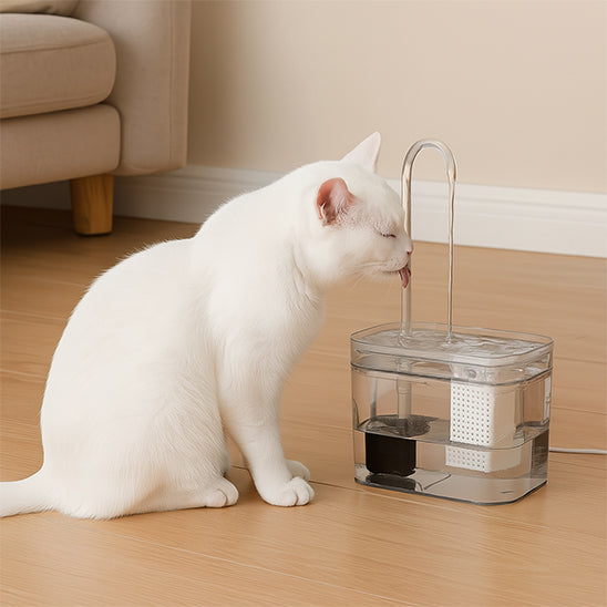 fontaine chat transparente chat blanc