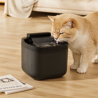 fontaine eau chat noir
