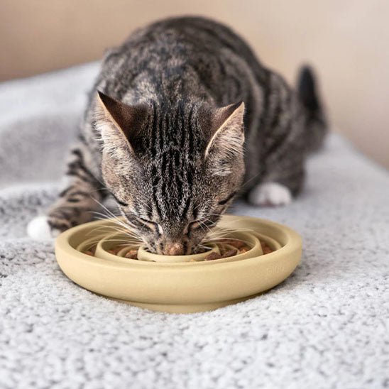 gamelle anti glouton chat croquettes