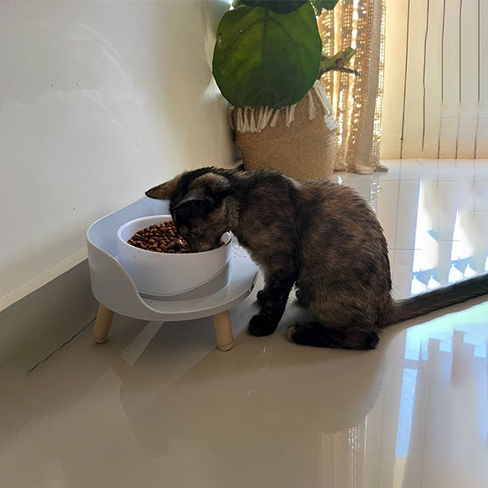 gamelle chat plateau