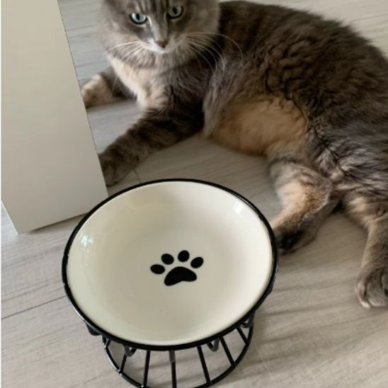 gamelle_chat_surelevee_repos