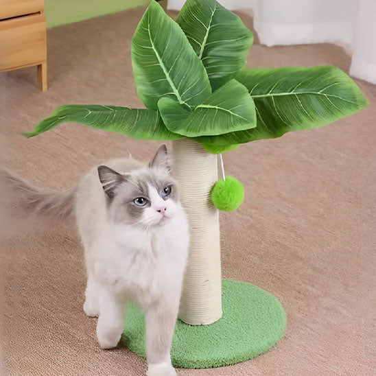 griffoir-chat-avocat_chat blanc frotte