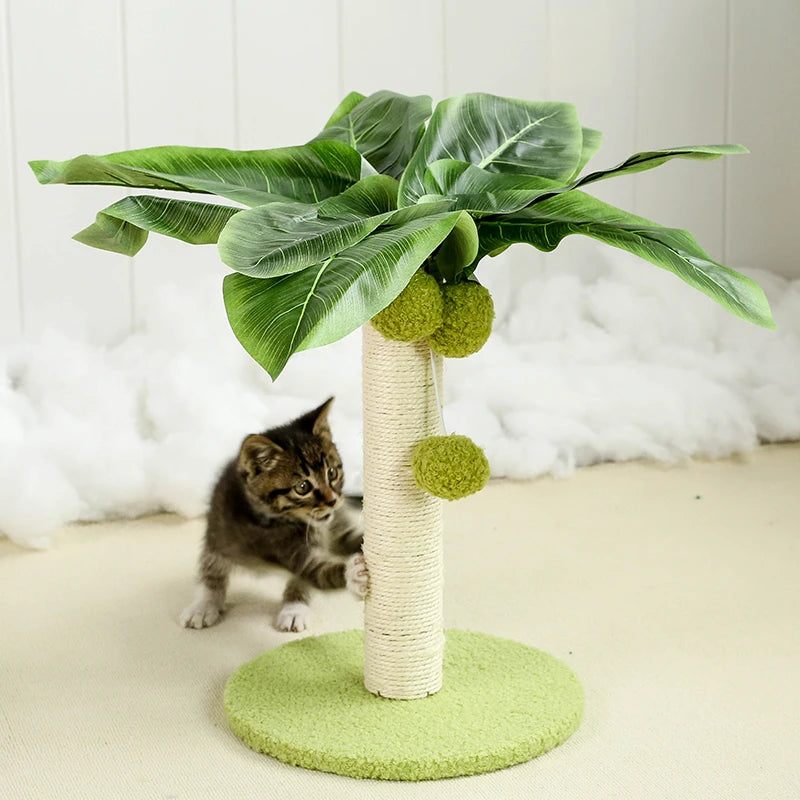 griffoir-chat-avocat_chaton