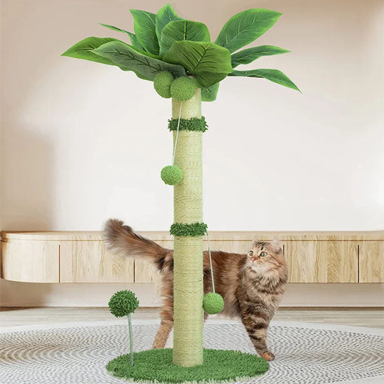 griffoir-chat-palmier_chat tigré