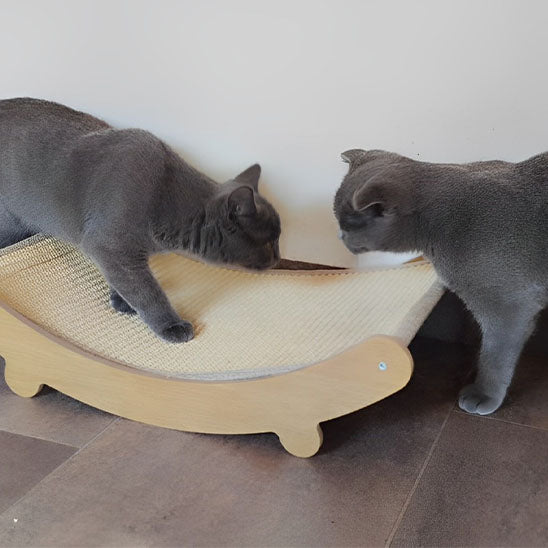 griffoir_chat_lit_chats curieux