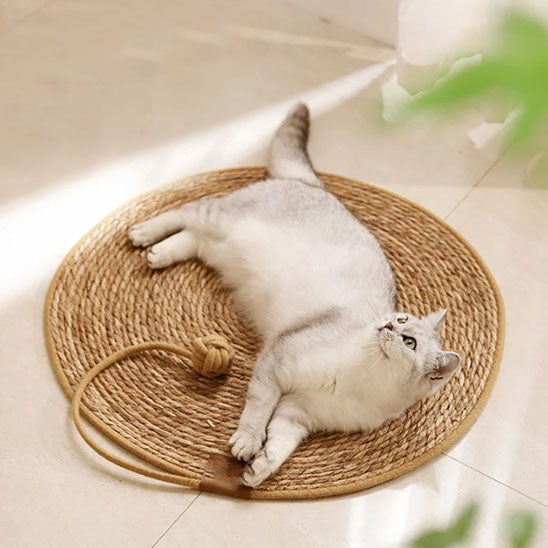 griffoir_pour_chat_paille_curieux
