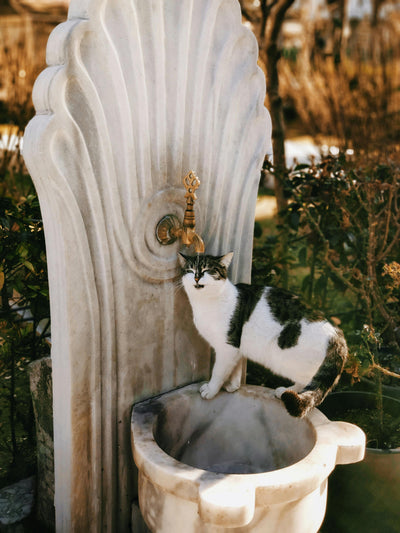 Fontaine a eau chat