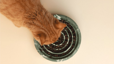 Gamelle anti - glouton chat