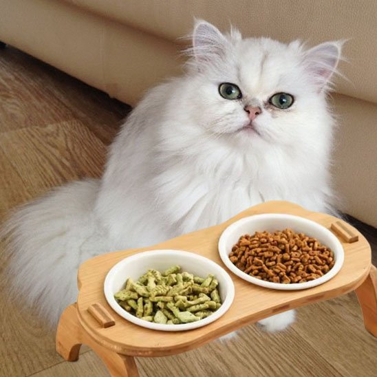 Gamelle chat