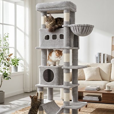 arbre--chat_solide