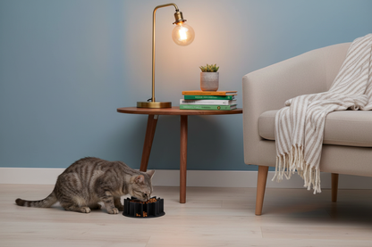 Chat avec gamelle dans bureau cosy