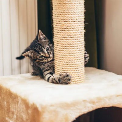 Corde arbre a chat