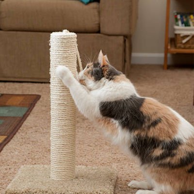 corde-arbre-a-chat_poteau