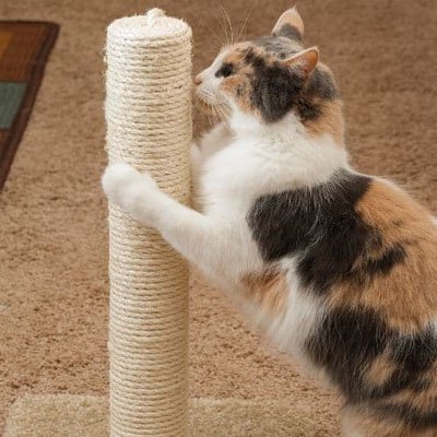 corde-pour-arbre-chat_debout