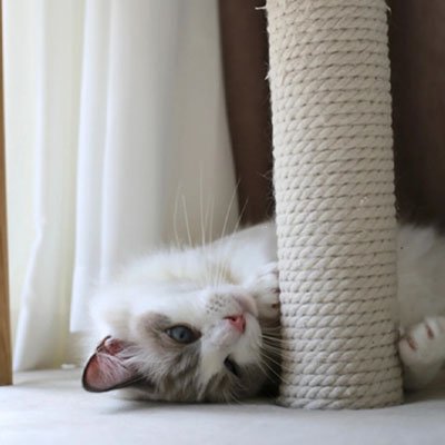 corde-pour-arbre-chat joue