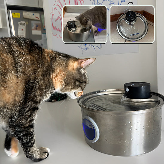 fontaine-à-eau-chat-sans-électricité-hiver