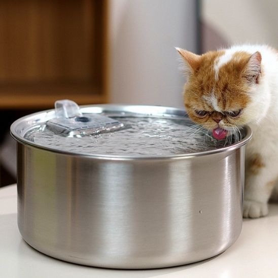 fontaine-eau-chat-chaton