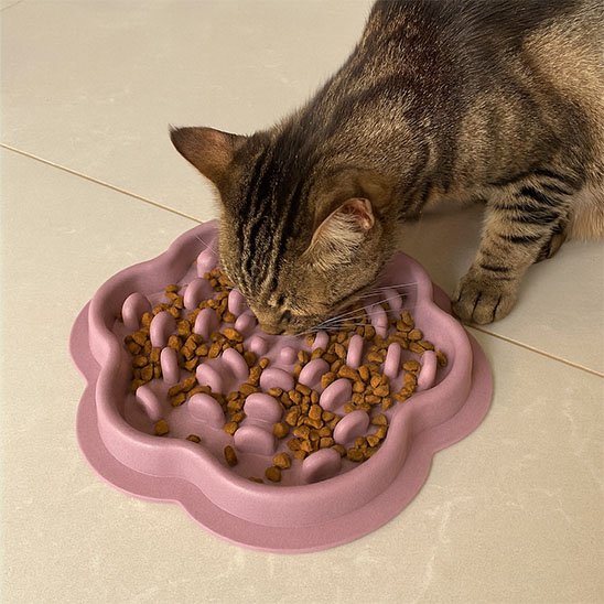 gamelle anti glouton Chat - chat mange croquette