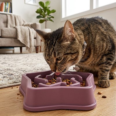 Gamelle anti glouton chat violette 