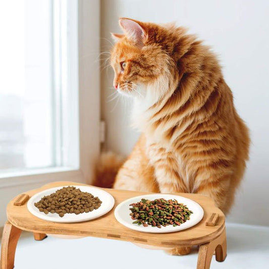 Gamelle chat - chat roux