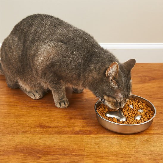 gamelle anti glouton chat tigré gris empreinte patte