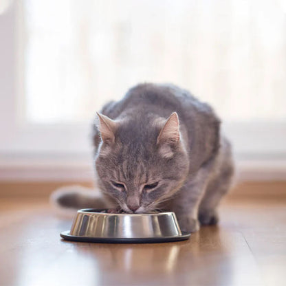gamelle_chat_inox_chat gourmand