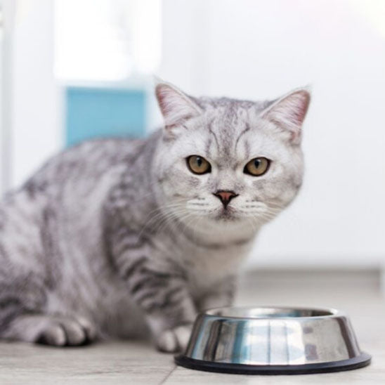 gamelle_chat_inox_gris