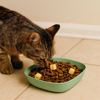 Gamelles chat - croquettes