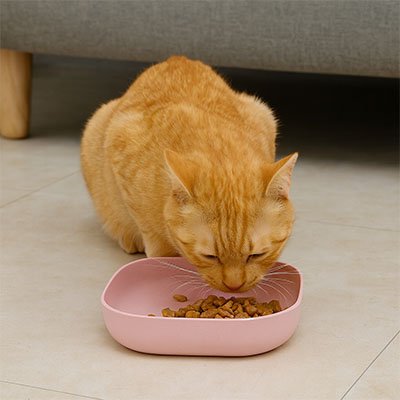 Gamelles chat - rose