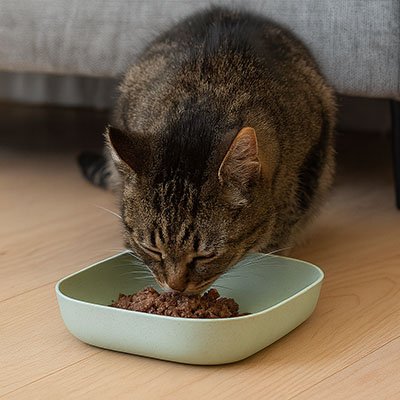 Gamelles chat - verte