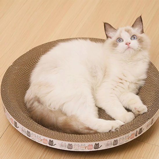 griffoir-chat_rond