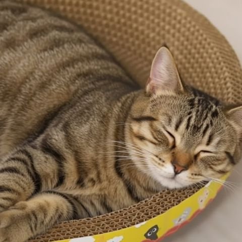 griffoir-en-carton-pour-chat_endormi