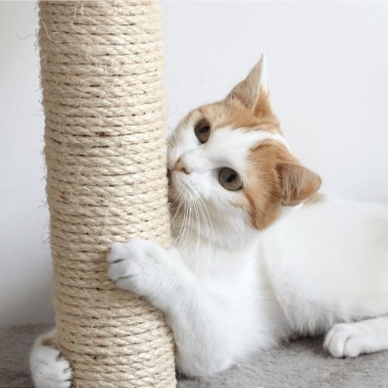 Griffoir pour chat blanc mord
