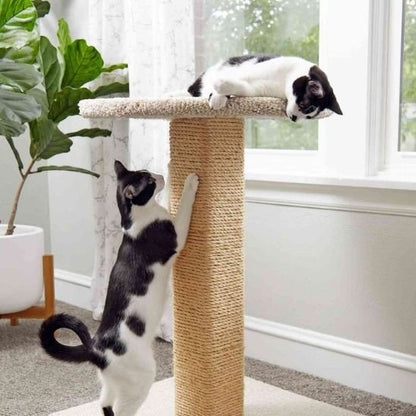 Griffoir pour chat fait ses griffes
