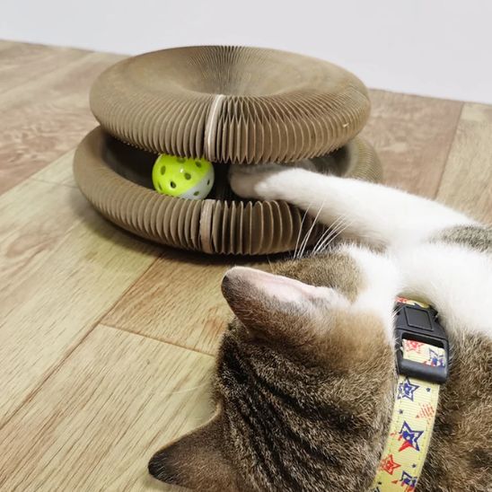 griffoir à chat chat joueur