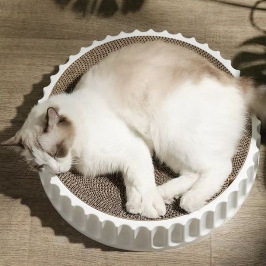 griffoir ronrond dort