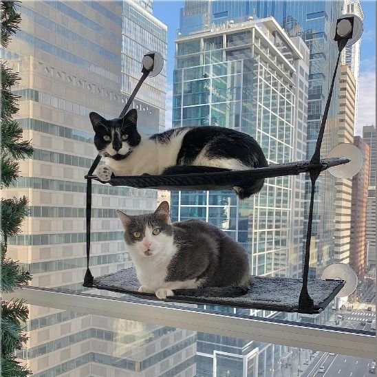 hamac chat fenetre - deux chats reposes sur le hamac