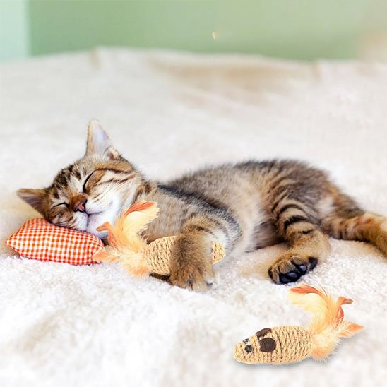 Jouet pour Chat - plume