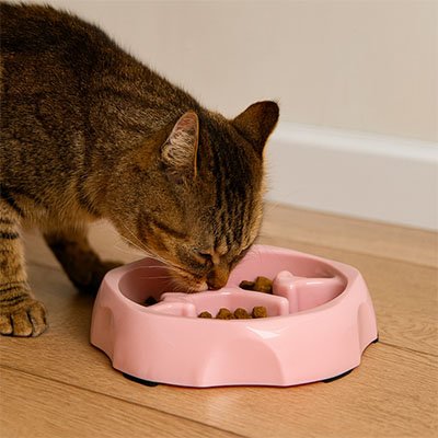 Gamelle anti glouton Chaton | SlowPaws